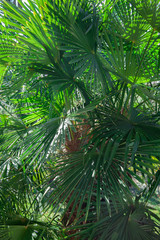 Obraz na płótnie Canvas banana tree green leaf sunny sun day italy como garden