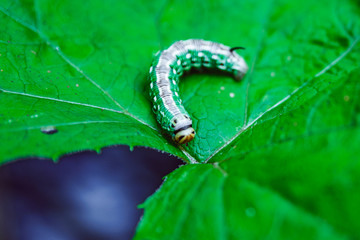 caterpillar on green leaf close up