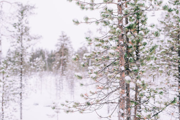  trees with snow and alps landscape