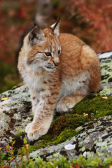 Norwegian Lynx