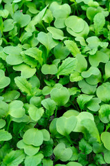 Garden seedlings in spring season, young sprouts of radish vegetable plant.