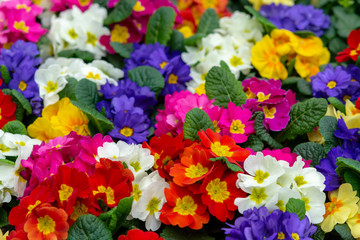 Floral background, spring seasonal colofrul garden primula flowers - obrazy, fototapety, plakaty