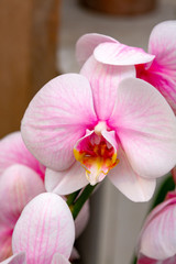 Naklejka na ściany i meble Beautiful pink orchid flowers close up