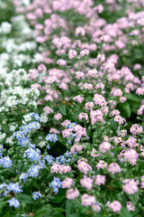Obraz premium Forget-me-nots lub Myosotis, kwitnienie to roślina wiosenna, tło kwiatowe