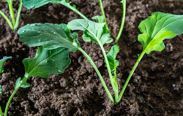 Garden seedlings in spring season, young sprouts of broccoli cabbage vegetable plant.
