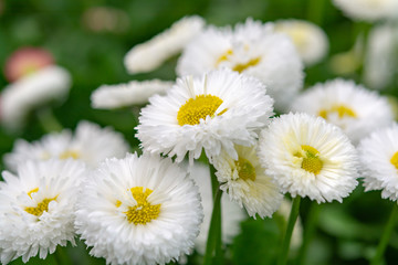 White daisy Bellis perennis spring garden flowers