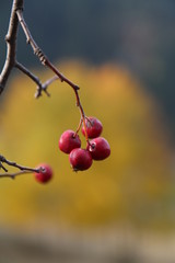 Red Small Fruity Tree