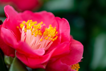 Flowers of Camellia shrub or tree, flowering plant