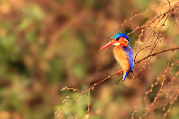 Malachite kingfisher (Corythornis cristatus) sitting on a branch with color background by the river. Small fisherman on the river.