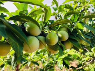 Green plums on tree