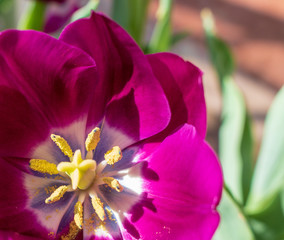 Purple tulip macro