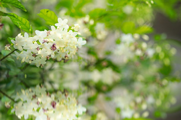 water jasmine flowers or wild water plum for natural background.