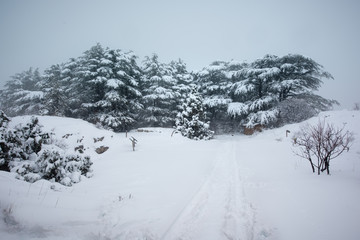 Cedar forest under snow in winter