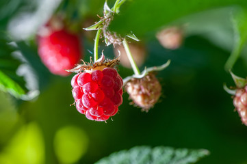 Some ripening raspberries on the bush