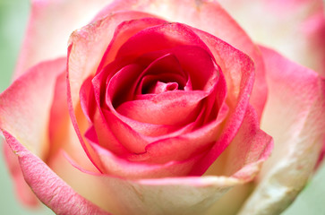 Fototapeta na wymiar beautiful rose flower with red petal