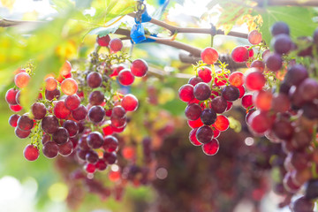 Red wine grape on tree branch