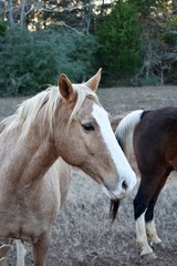 Obraz na płótnie Canvas close up of a horse portrait vertical image