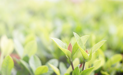 Close up small green-red leaf on blurred green background.