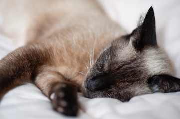Siamese cat 's sleeping. Soft.