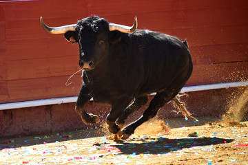 toro con cuernos grandes en plaza de toros