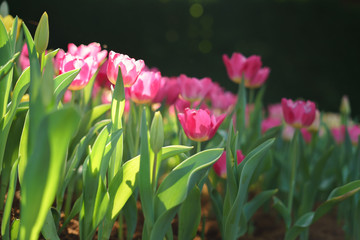 Colorful tulip flowers