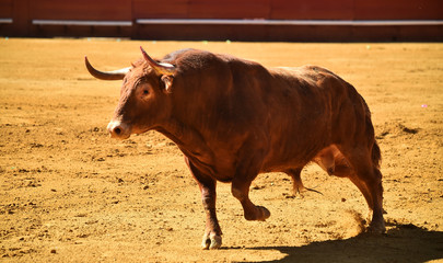 toro con cuernos grandes en plaza de toros