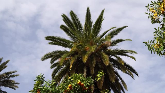 Sun Back Light Date palm tree in north Africa Marocco