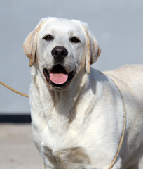 yellow labrador in the park