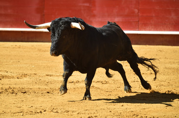 toro español