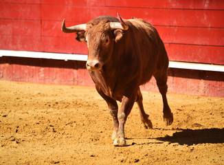 bull in spain in bullring