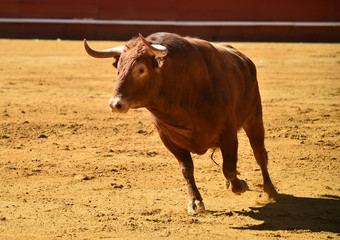 toro español