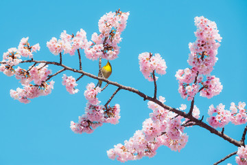 Sakura and bird,pink cherry blossom in Japan on spring season.