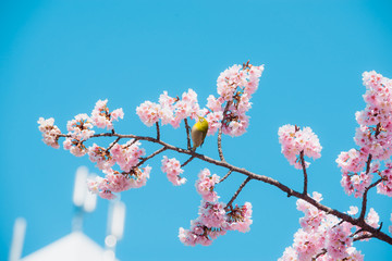 Sakura and bird,pink cherry blossom in Japan on spring season.
