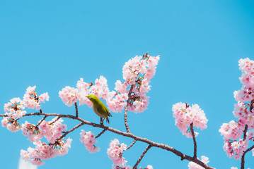 Sakura and bird,pink cherry blossom in Japan on spring season.