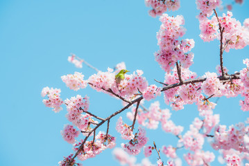Sakura and bird,pink cherry blossom in Japan on spring season.