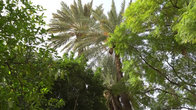 Sun Back Light Date palm tree in north Africa Marocco
