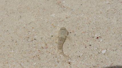 Resort white sand beach