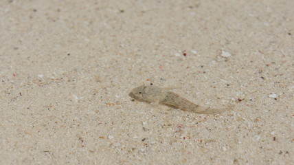 Resort white sand beach