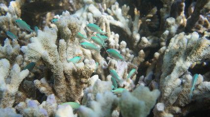 Resort white sand beach