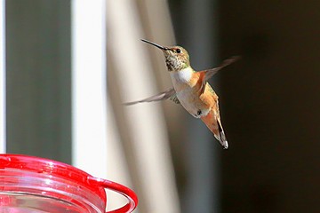 Hummingbirds