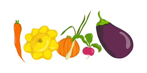 vector collection of vegetables - eggplant, zucchini, onion, carrot, radish. 