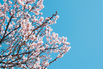 Sakura,pink cherry blossom in Japan on spring season.