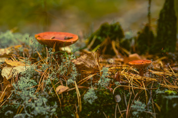 mushroom in the forest