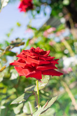 Fototapeta na wymiar Red rose flower on a green garden background. Minimalism. Soft focus.