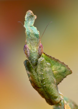 Amazing green Phyllocrania Paradoxa mantis portrait macro