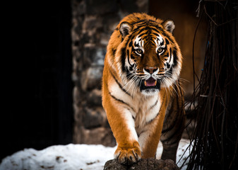 Tiger, big cats, wild. Action wildlife scene, dangerous animal