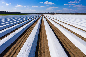 Asparagus fields, asparagus covered with white tarpaulin, Bergstrasse, Hesse, Germany