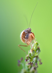 Ephestiasula Sp boxer mantis