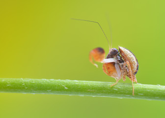 Ephestiasula Sp boxer mantis