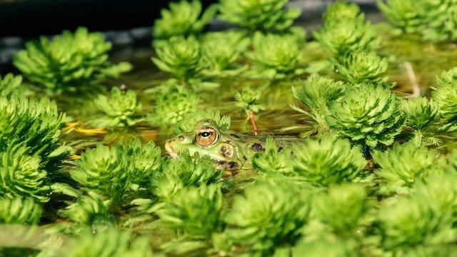 Rana en  el agua